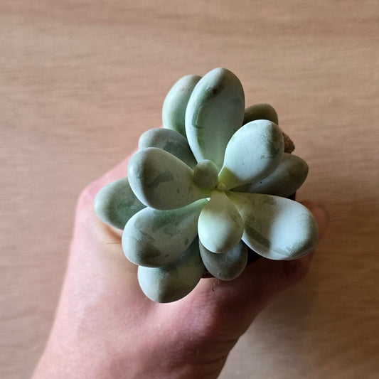 Moonstone - Pachyphytum Oviferum