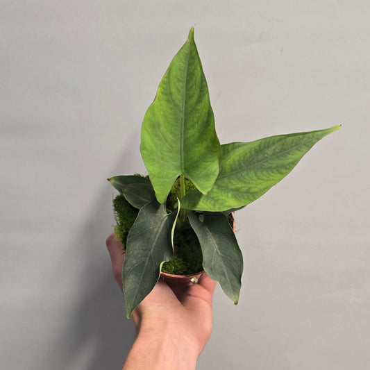 Alocasia Scabriuscula