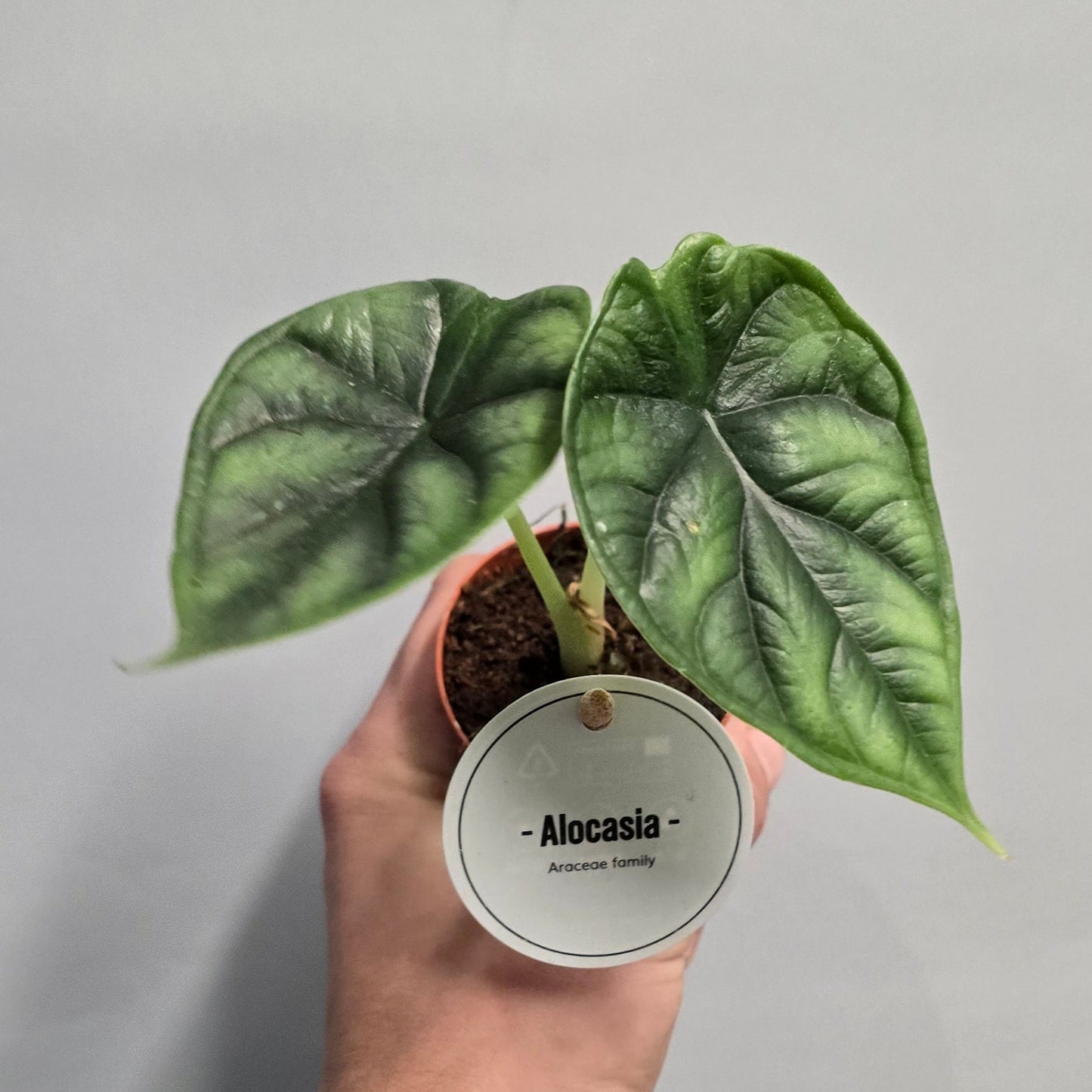 Mini - Alocasia Dragon Scale