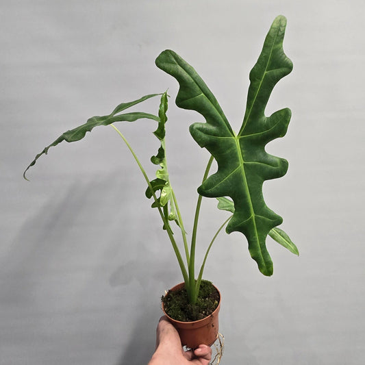 Alocasia Portei