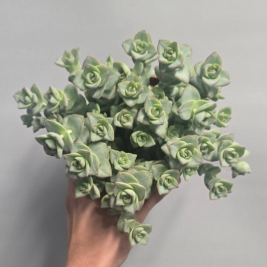 Crassula Perforata