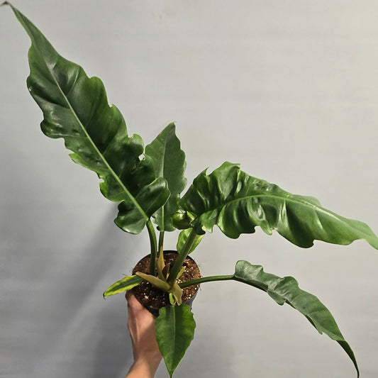 Philodendron Narrow Escape