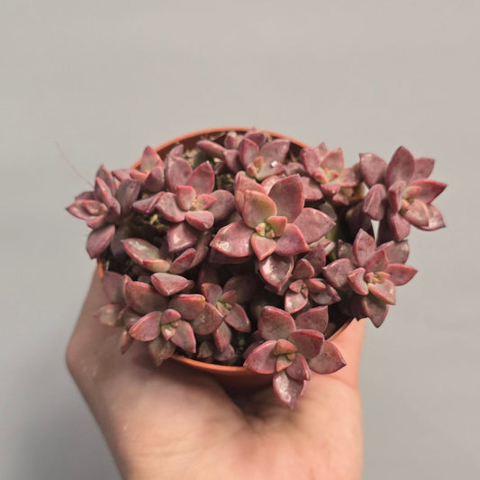 Small - Sedum Bordeaux Hart