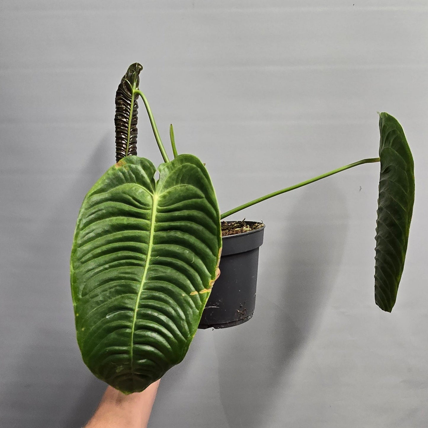 Anthurium Veitchii