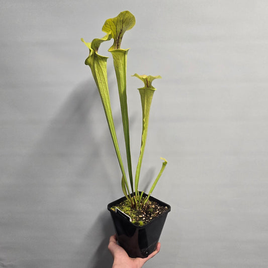 Pitcher Plants - Mixed Options - 60cm