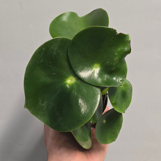 Mini - Raindrop Peperomia