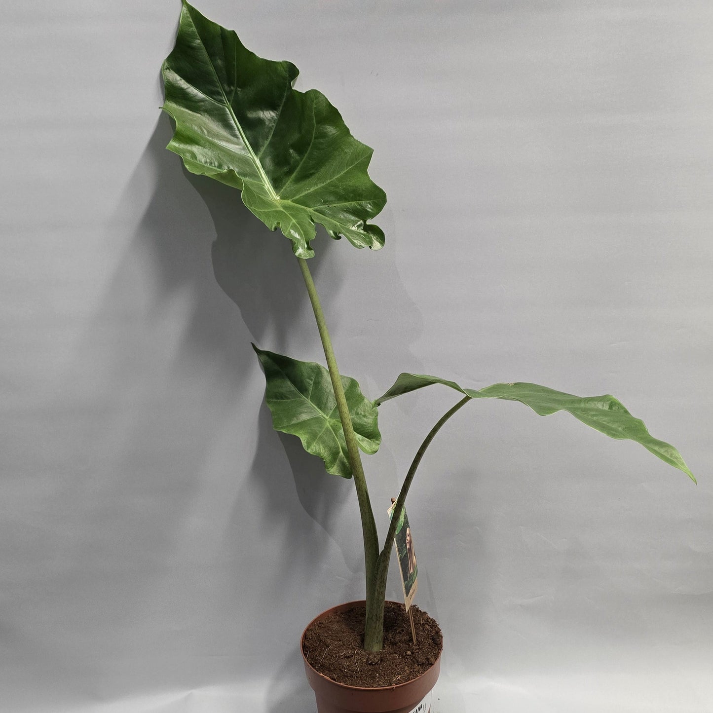 Alocasia Portodora - Damaged Leaf