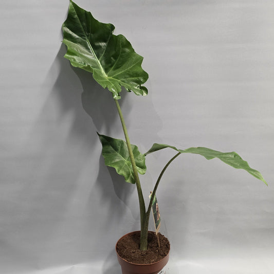 Alocasia Portodora - Damaged Leaf