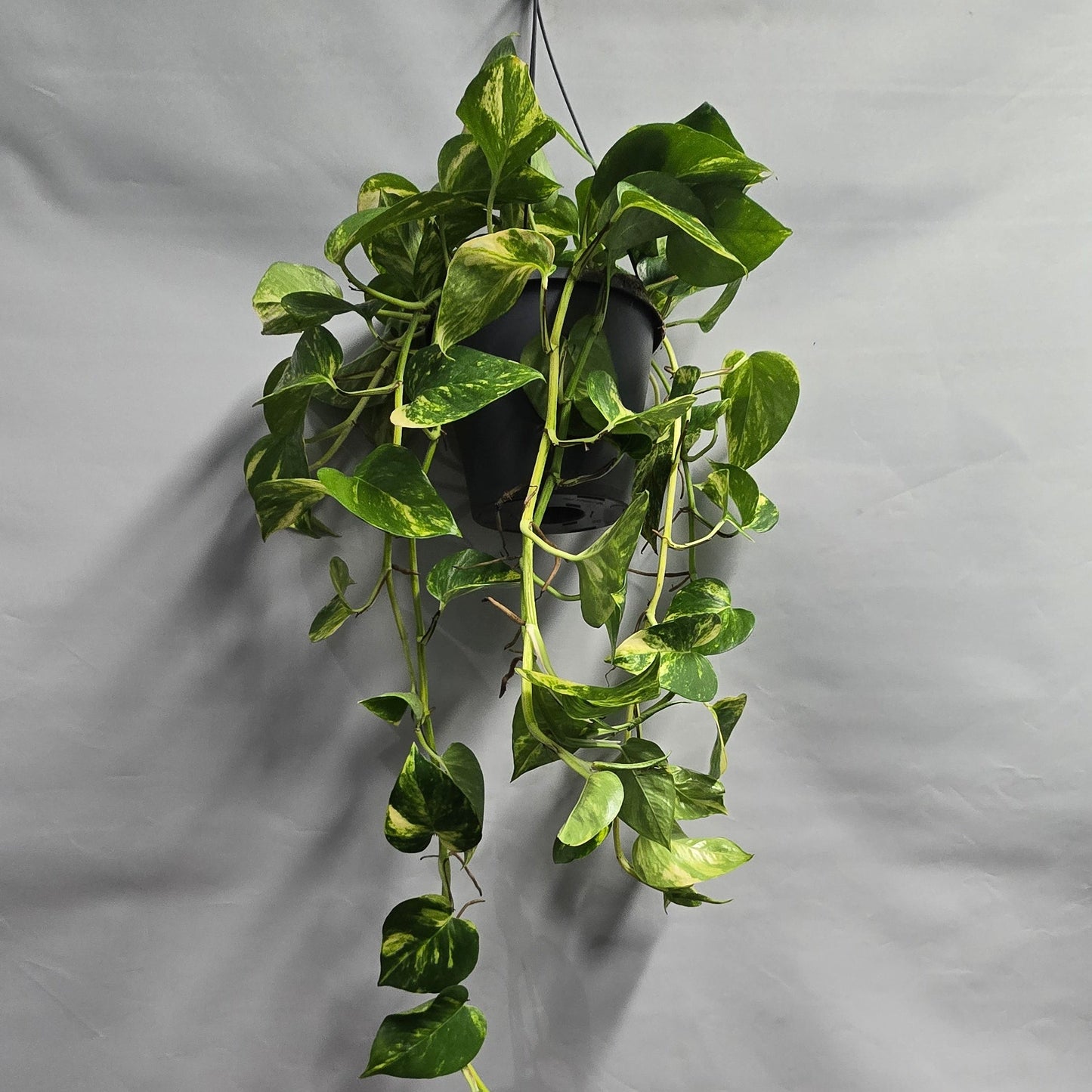 Hanging - Hawaiian Pothos