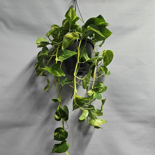 Hanging - Hawaiian Pothos