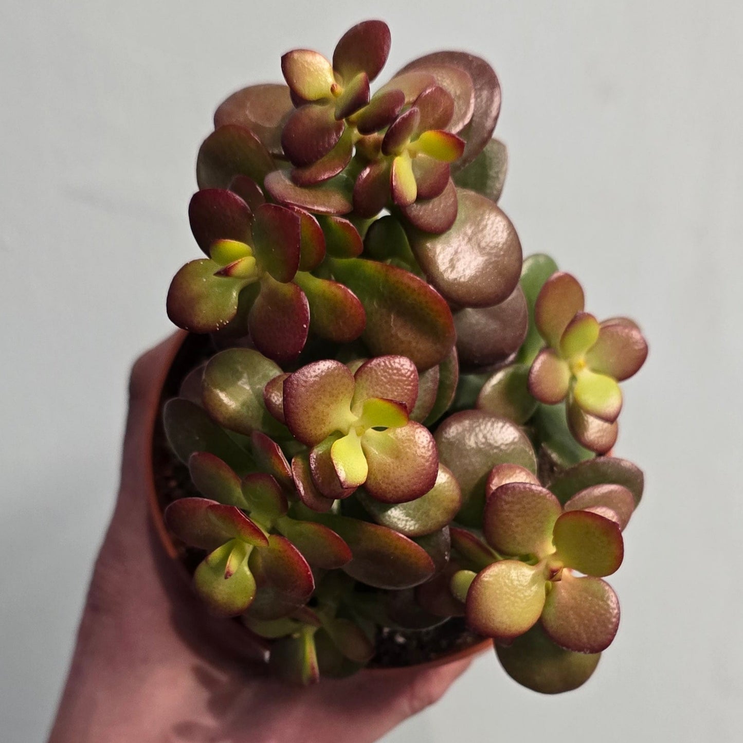 Red Jade Plants - (Crassula)