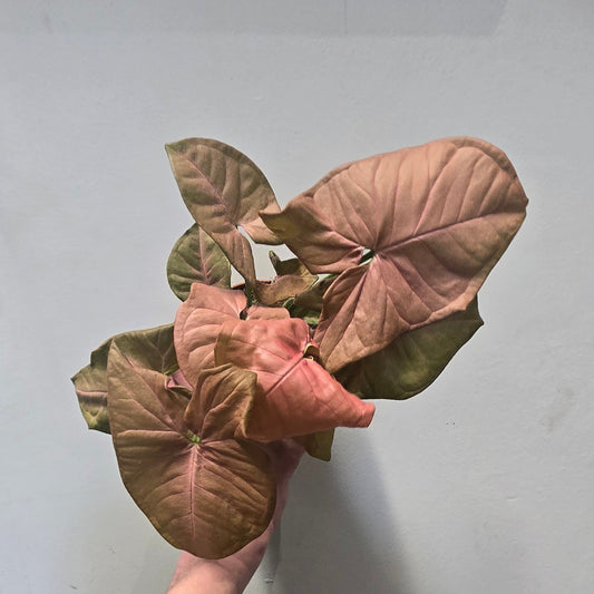 Syngonium Neon