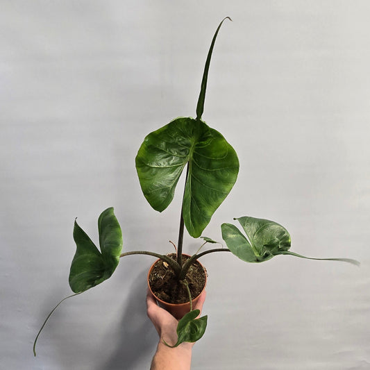 Alocasia Stingray