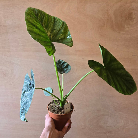 Alocasia Lukiwan