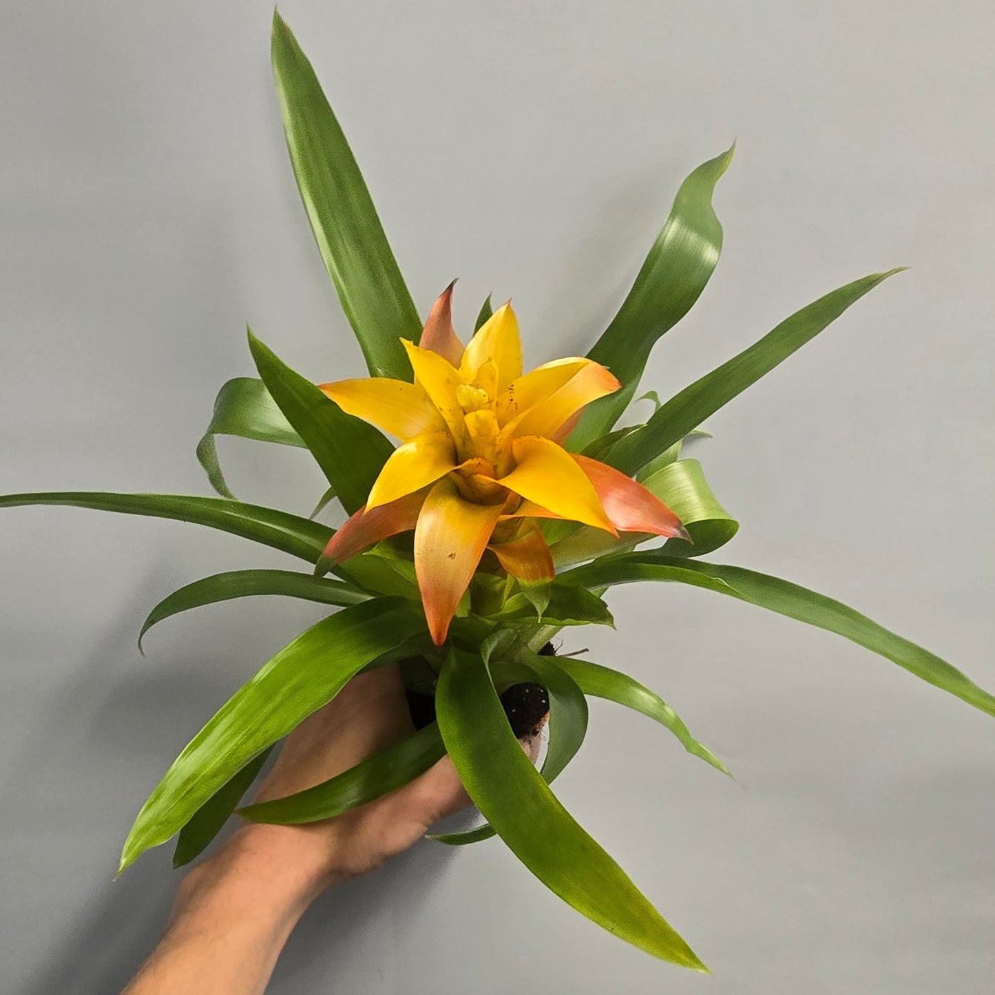 Guzmania Bromeliad