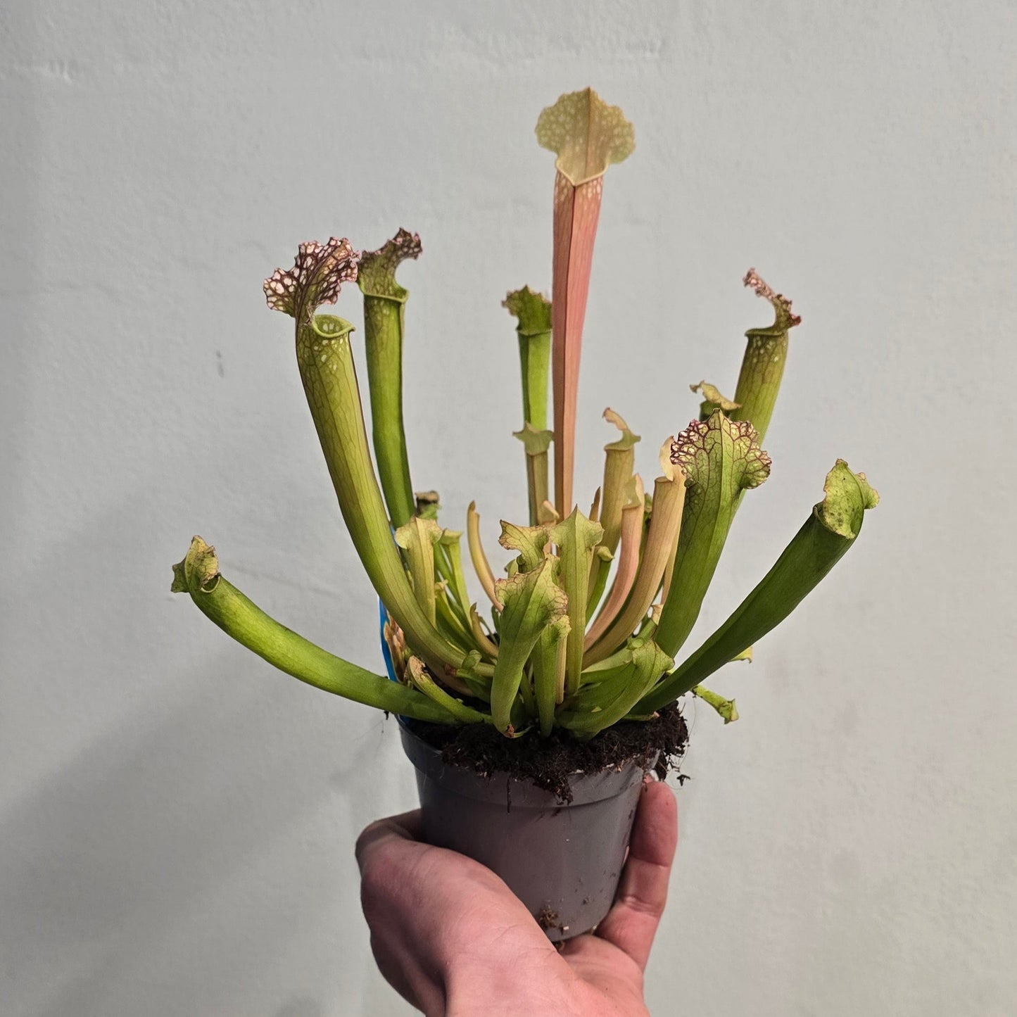 Sarracenia Pitcher Plants - Mixed