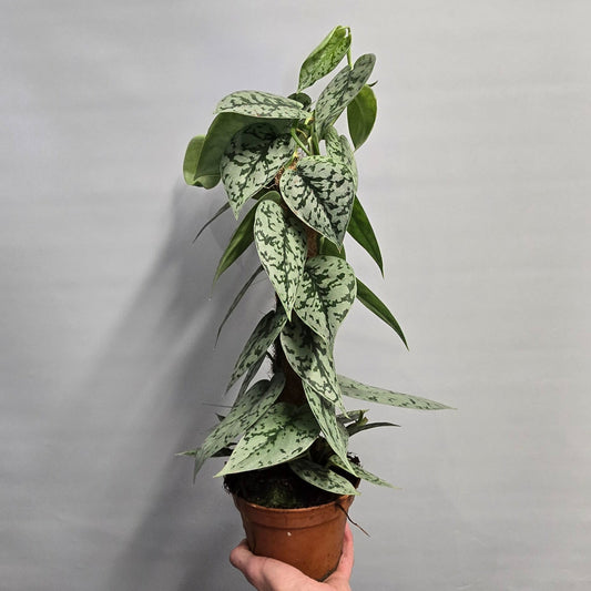 Scindapsus Silver Lady - On Pole