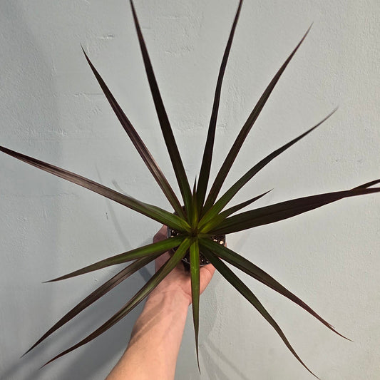 Mini/Small  - Dracaena Marginata