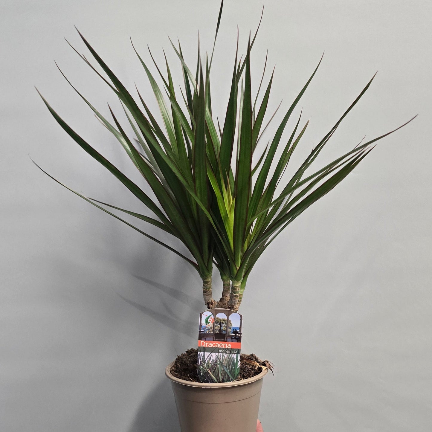 Dracena Mix