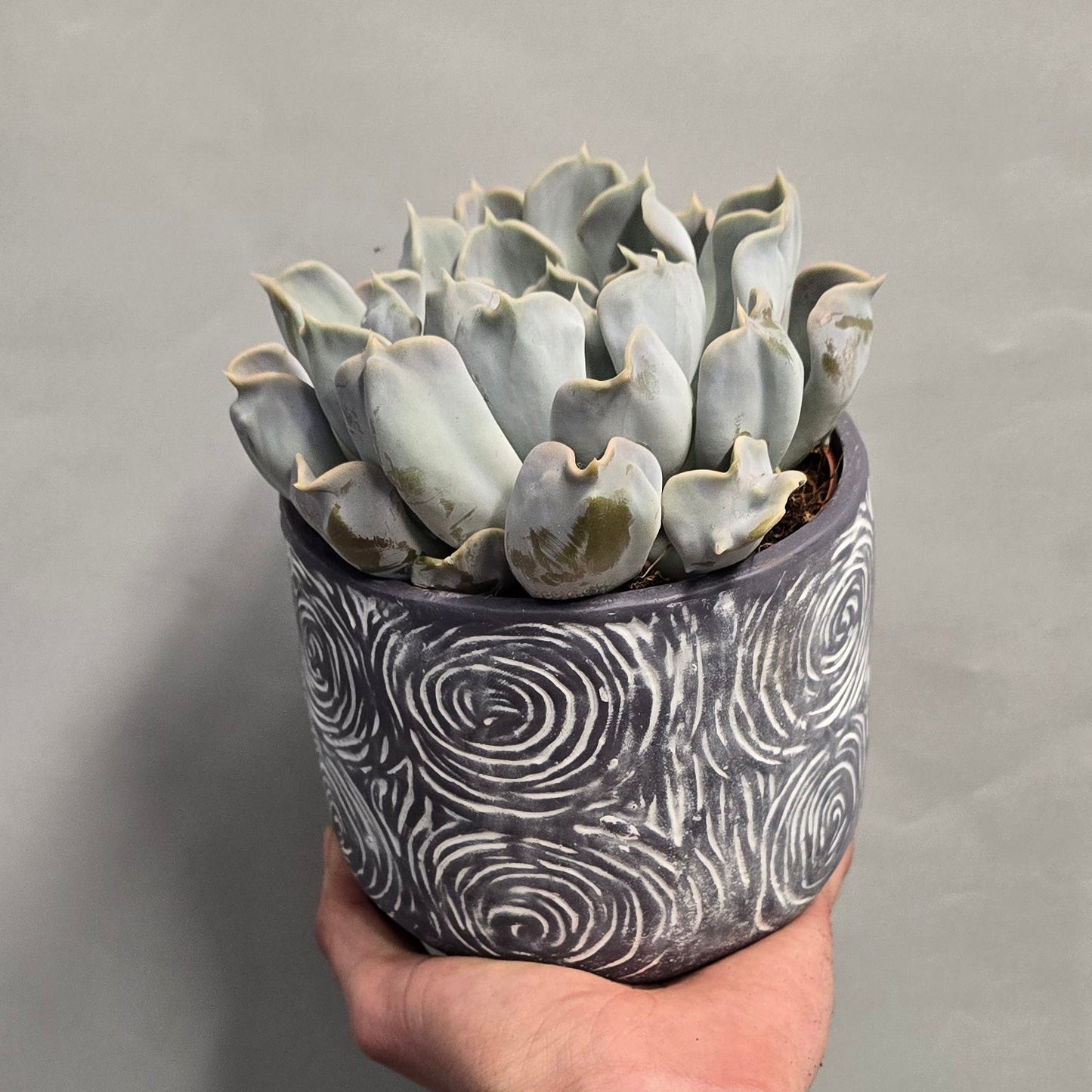 Echeveria & Pot - Mixed