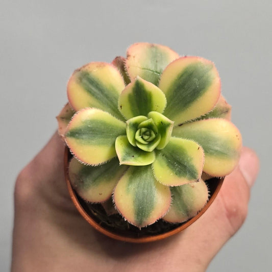 Mini - Aeonium Starburst