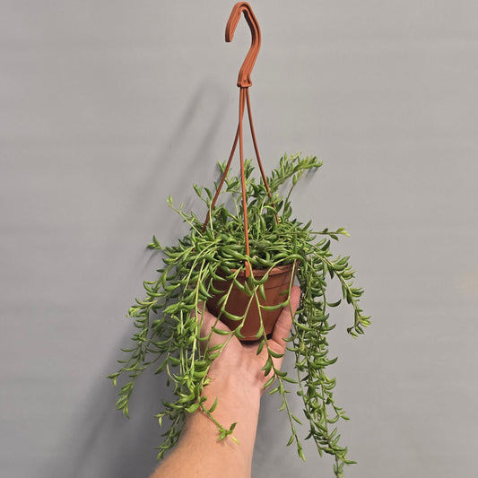 Hanging - String of Banana