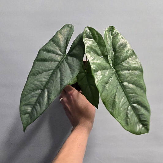 Alocasia Heterophylla Corazon