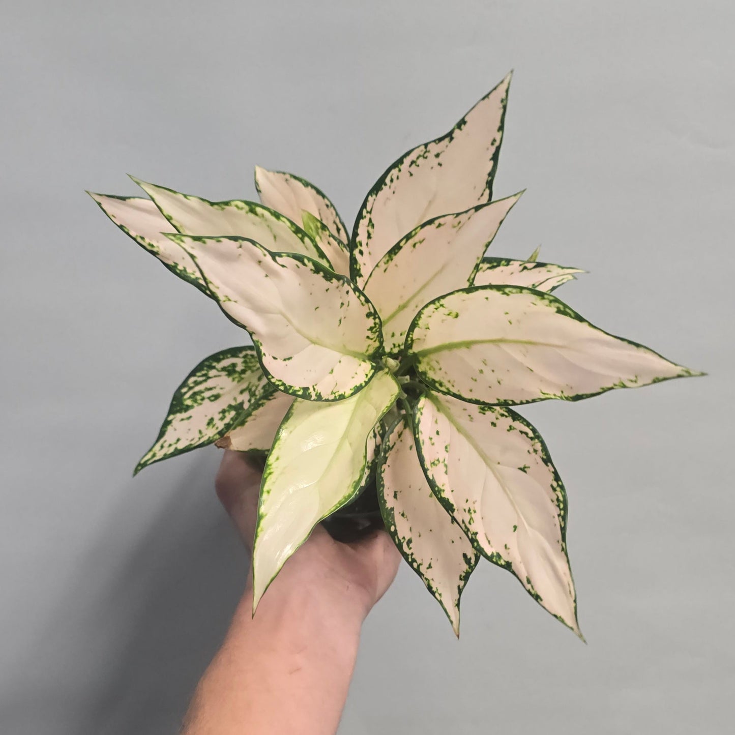 Aglaonema Vanilla Baby