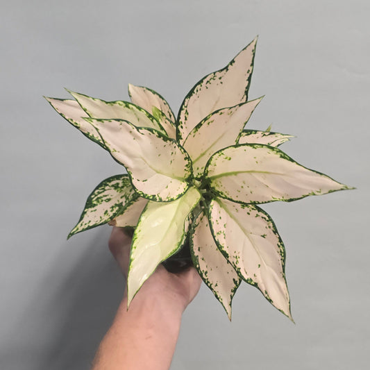 Aglaonema Vanilla Baby