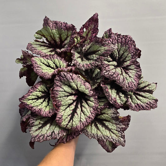 Begonia Rex Fireworks