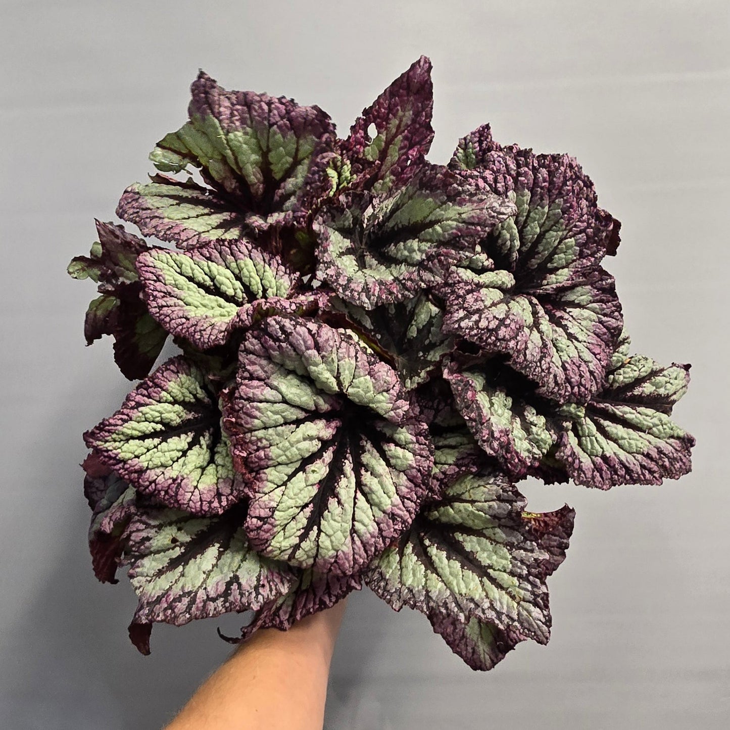 Begonia Rex Fireworks