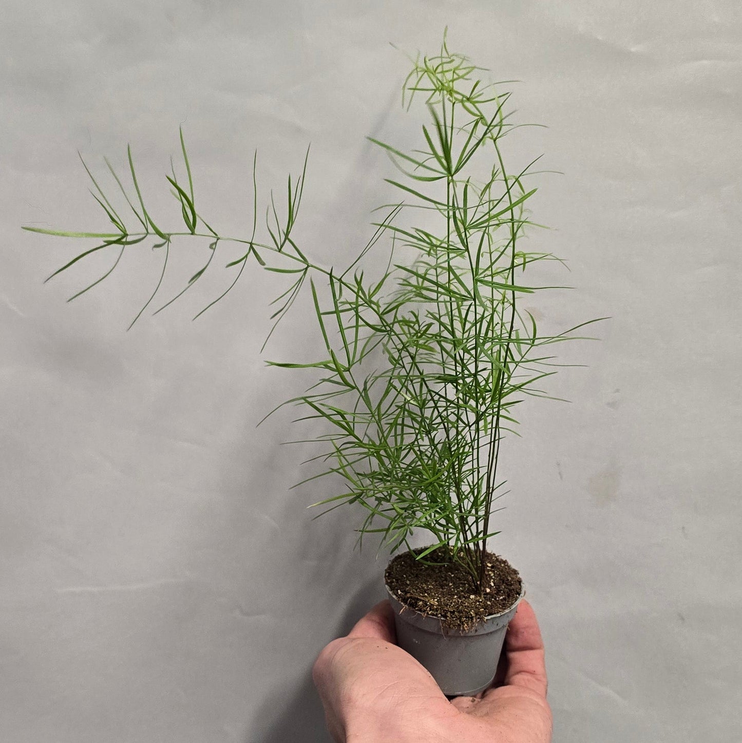 Mini - Asparagus Densiflorus Sprengeri