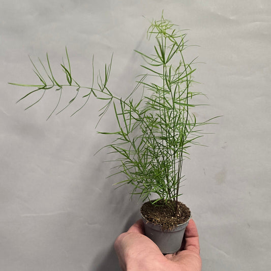 Mini - Asparagus Densiflorus Sprengeri