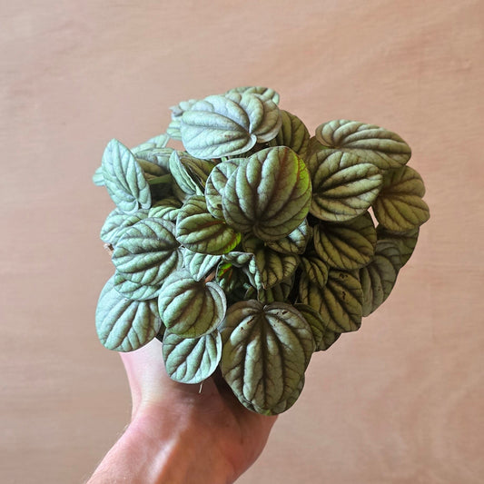 Peperomia Mistique