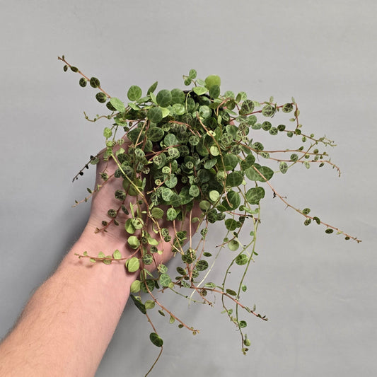 Mini - String of Turtles