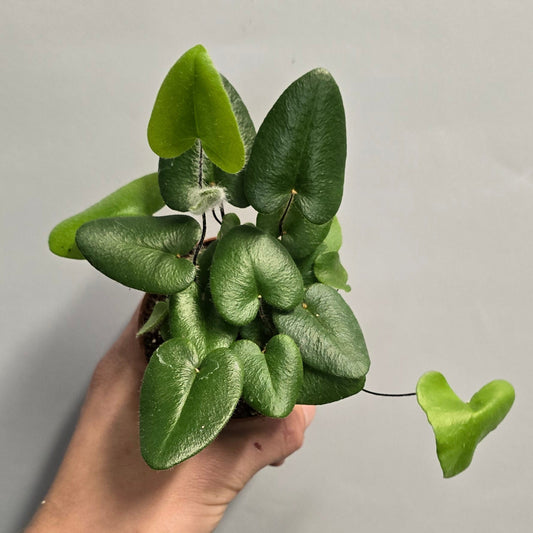 Mini - Heart Fern
