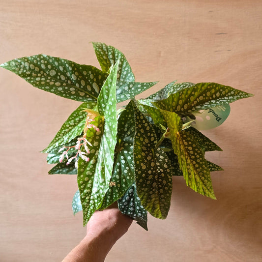 Begonia Maculata Double Dot