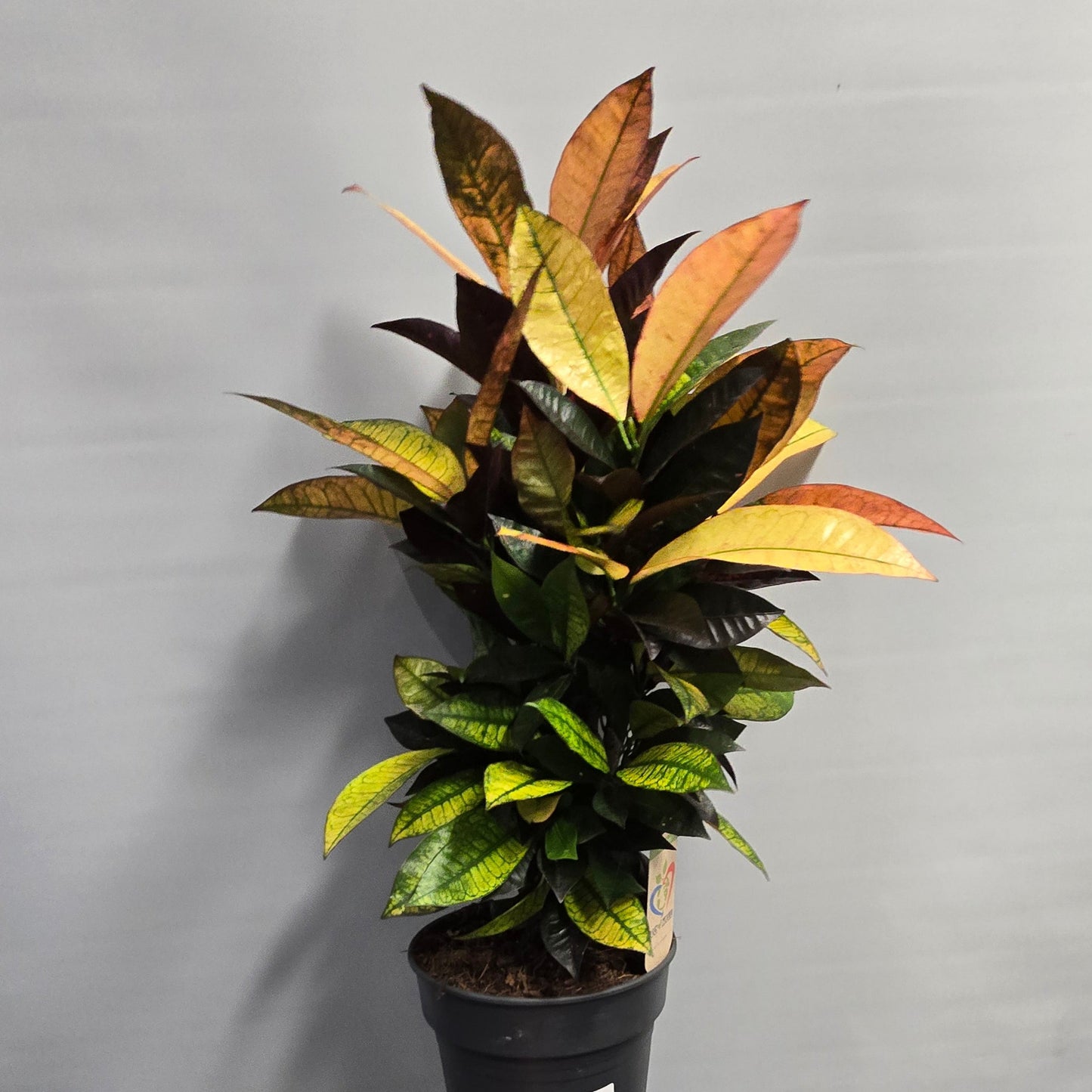 Large Codiaeum Variegatum Mrs Iceton