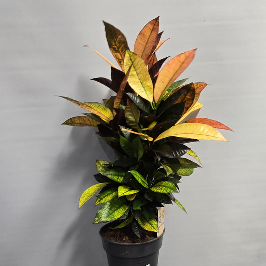 Large Codiaeum Variegatum Mrs Iceton