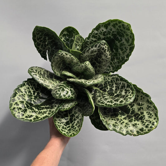 Streptocarpus - Pretty Turtle