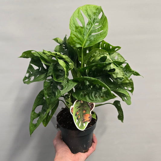 Monstera Monkey Mask