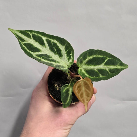 Mini - Anthurium Silver Blush