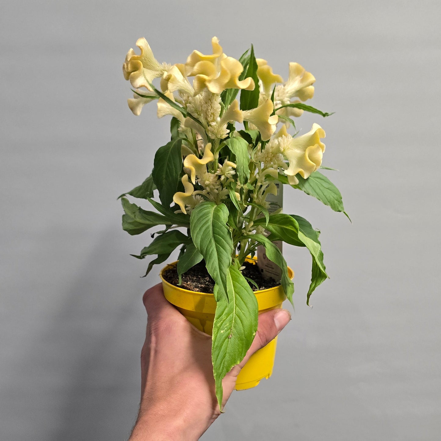 Celosia Cristata - Mixed