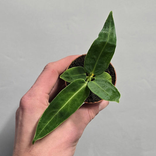 Mini - Queen Anthurium Warocqueanum