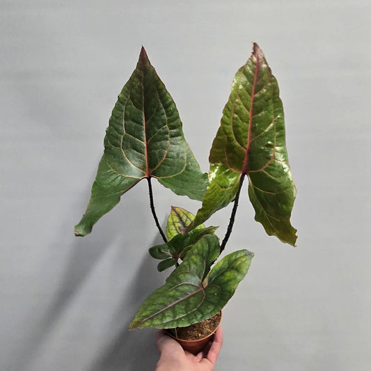 Cyrtosperma Johnstonii – Red Jungle Aroid