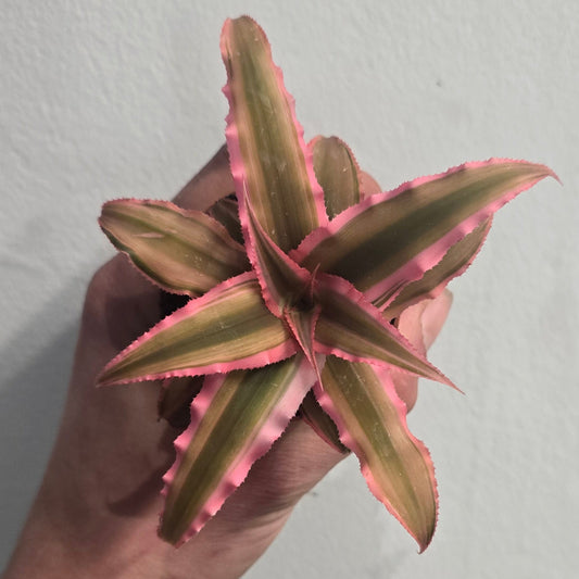 Mini Cryptanthus - Pink Earth Star