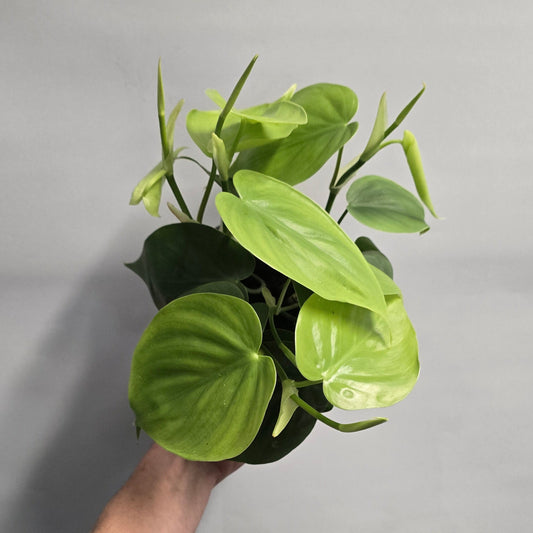 Philodendron Sweetheart