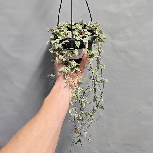 Hanging - Ceropegia linearis Merel - Variegated String of Needles