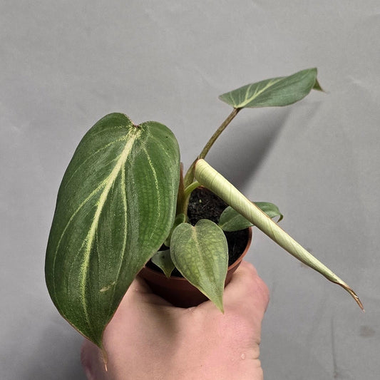 Mini - Philodendron Gloriosum