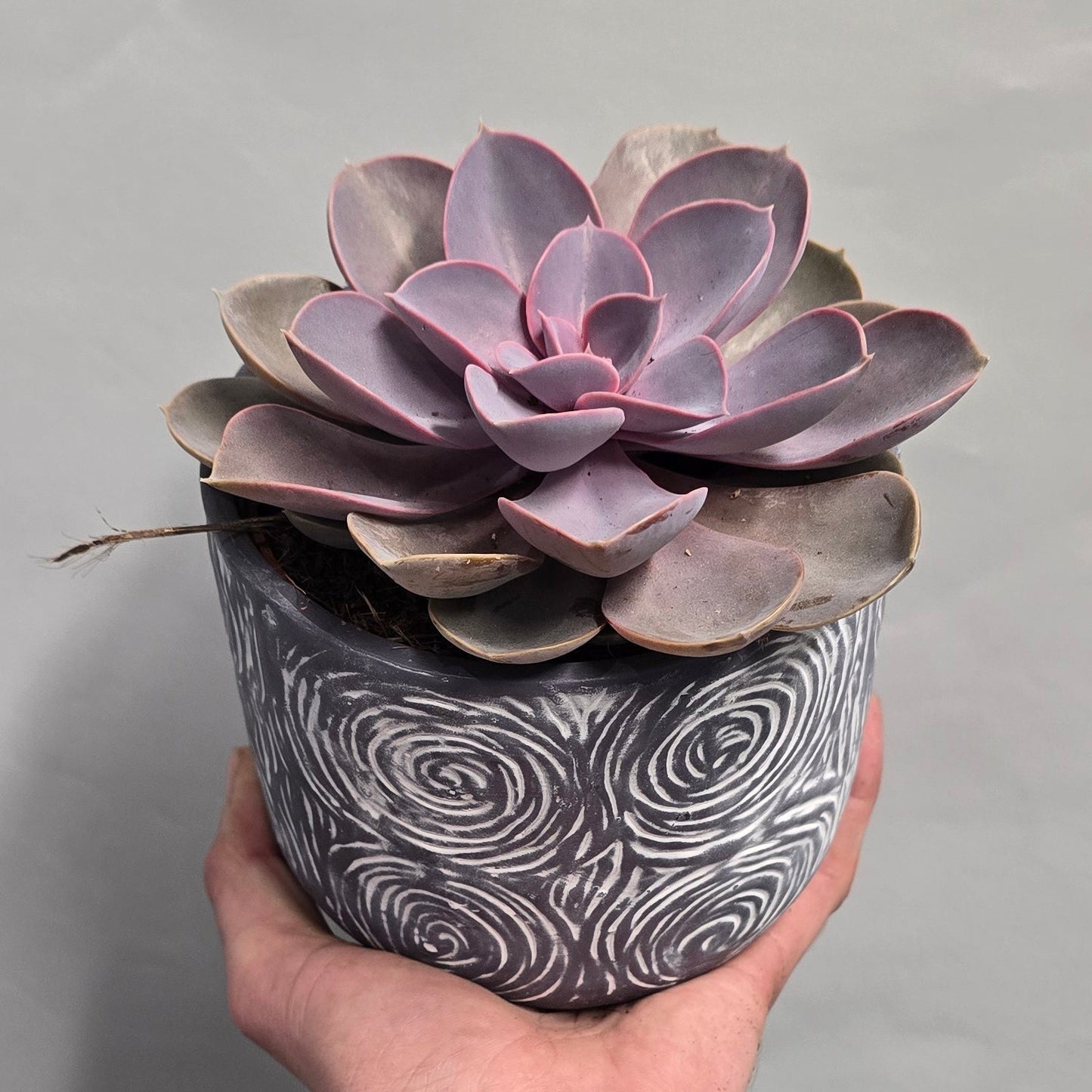 Echeveria & Pot - Mixed